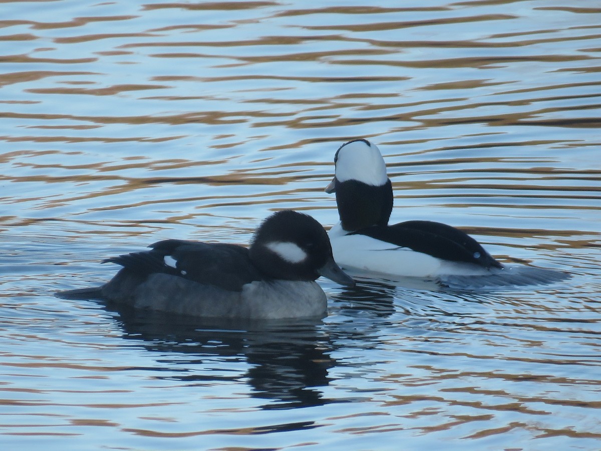 Bufflehead - ML627831043