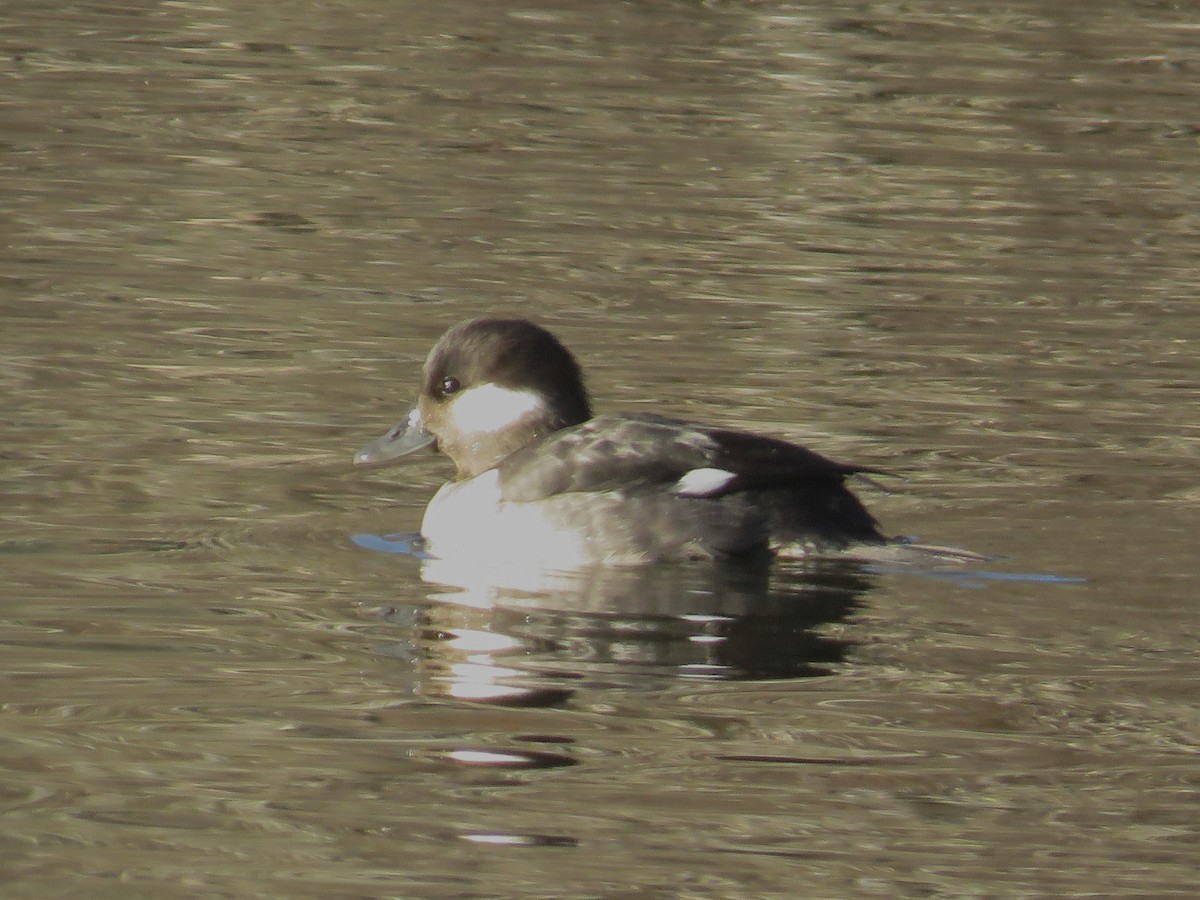 Bufflehead - ML627831048