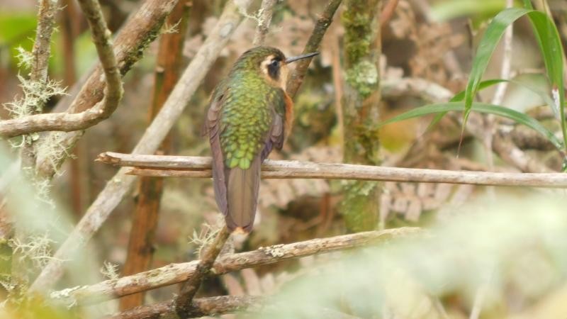 Çilli Kolibri - ML627831058