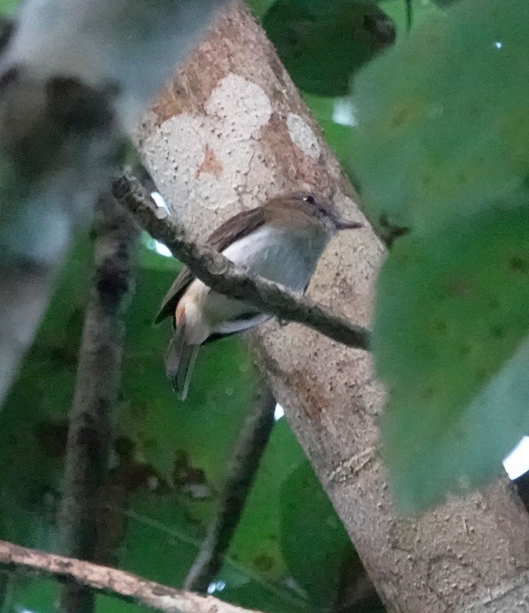 Bright-rumped Attila - ML627831109