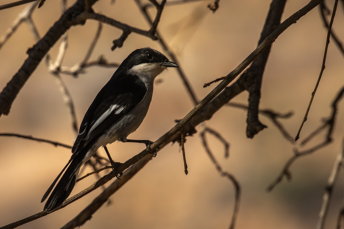 Fiscal Flycatcher - Antonio Rodriguez-Sinovas