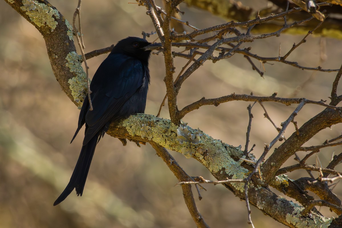 Fork-tailed Drongo - Antonio Rodriguez-Sinovas