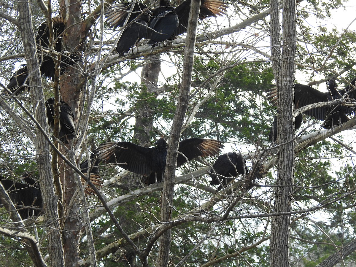 Black Vulture - ML627831290