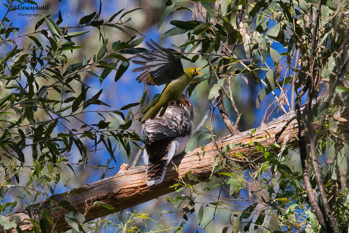 Bell Miner - ML627831310