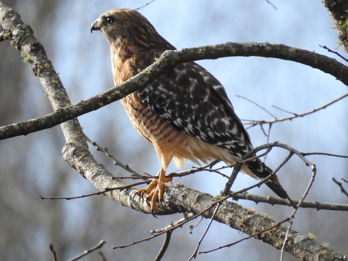 Red-shouldered Hawk - ML627831317