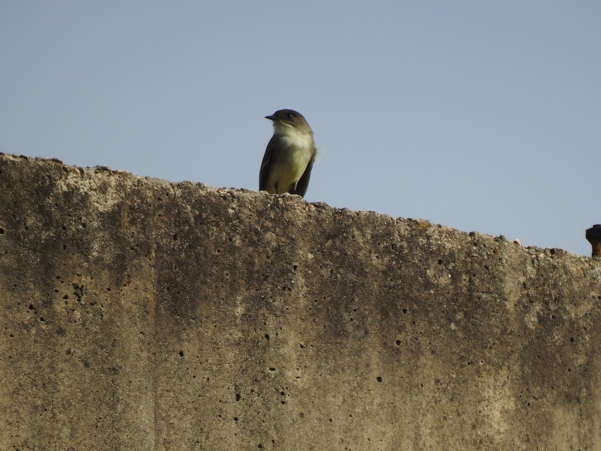 Eastern Phoebe - ML627831380