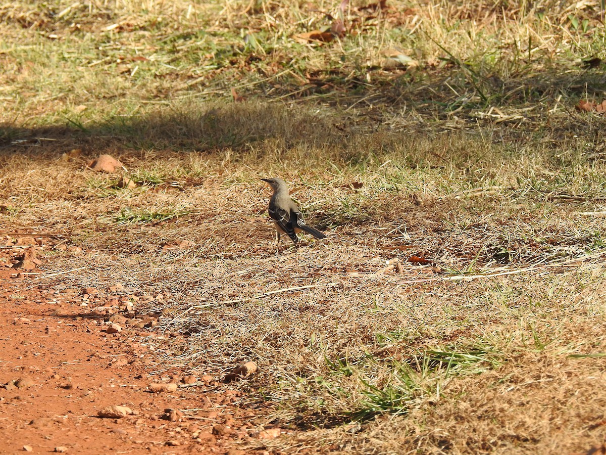 Northern Mockingbird - ML627831421