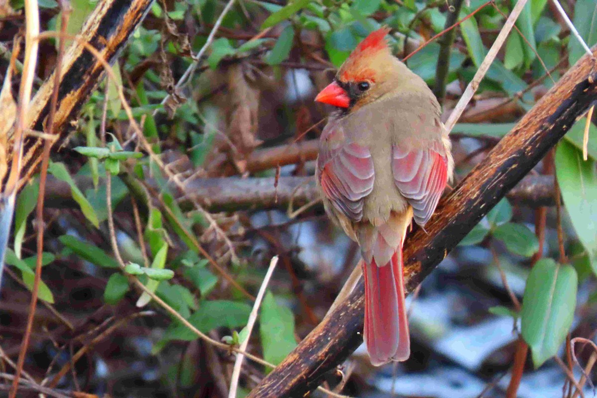 ショウジョウコウカンチョウ - ML627831435