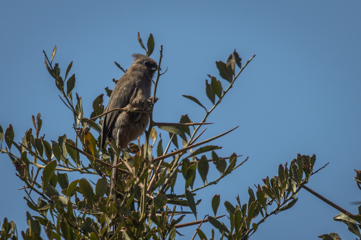 Speckled Mousebird - Antonio Rodriguez-Sinovas