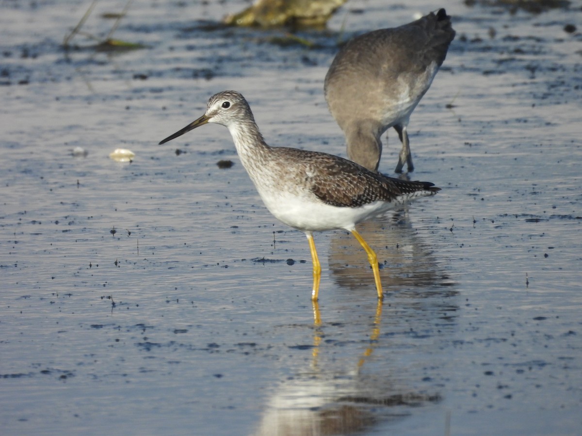 Greater Yellowlegs - ML627831527