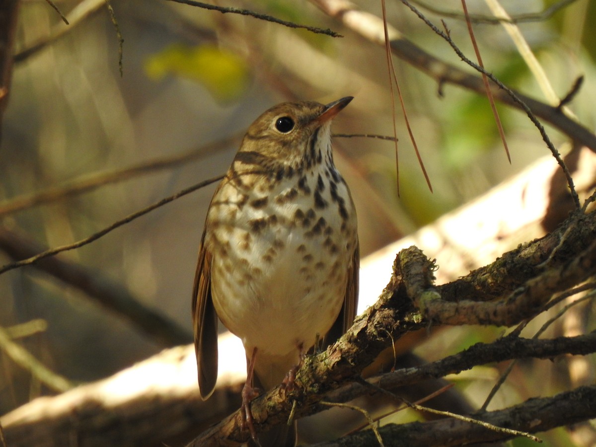 Hermit Thrush - ML627831533
