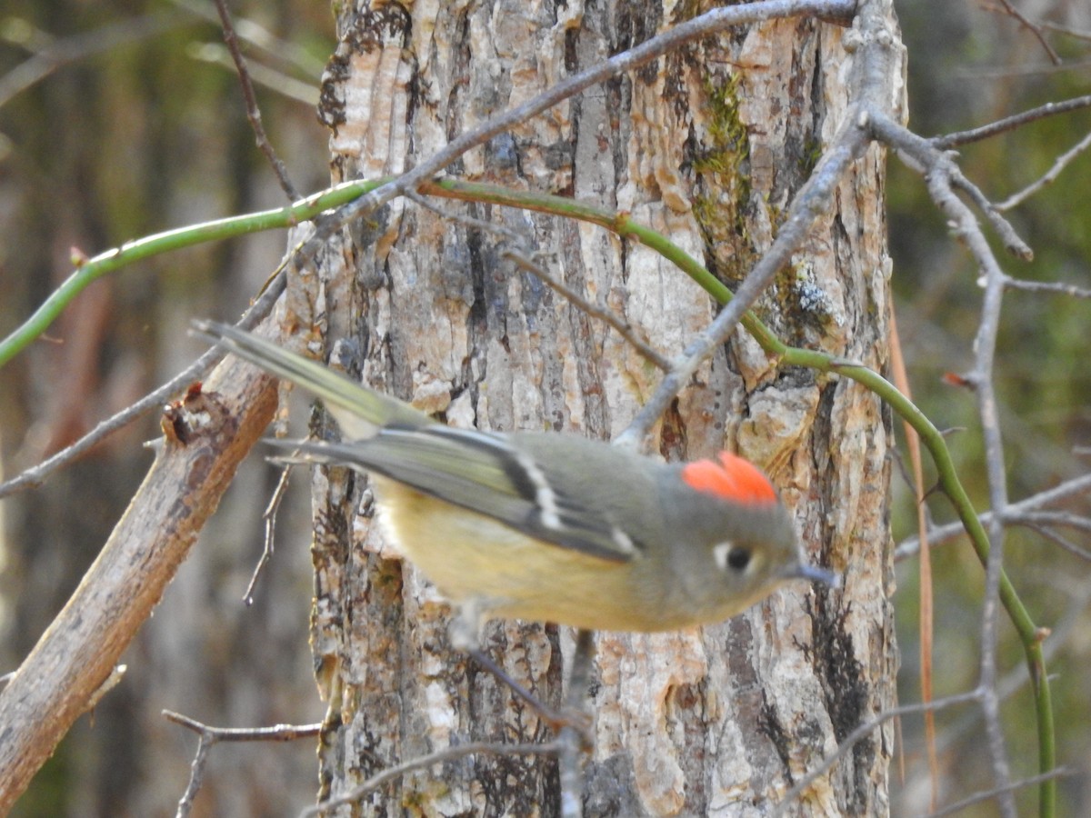 Ruby-crowned Kinglet - ML627831563