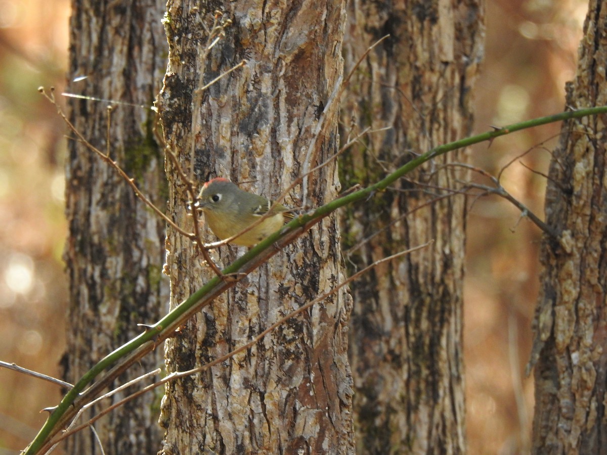 Ruby-crowned Kinglet - ML627831564