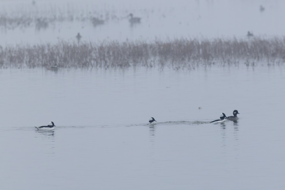 Bufflehead - ML627831565