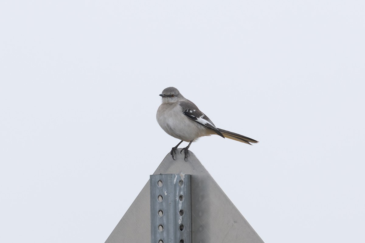 Northern Mockingbird - ML627831576