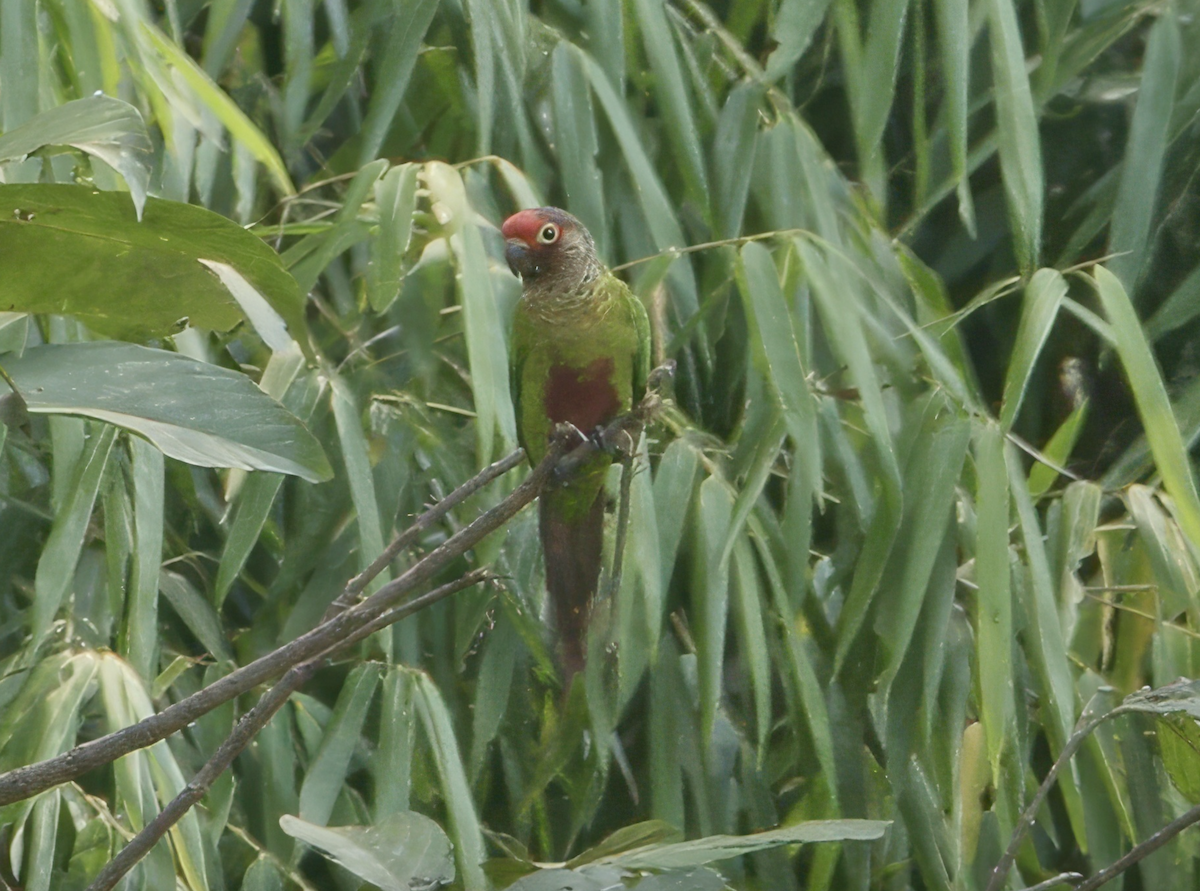 Conure rougissante - ML627831614