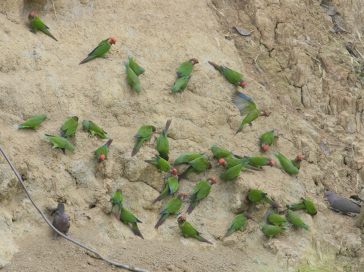 Conure rougissante - ML627831615