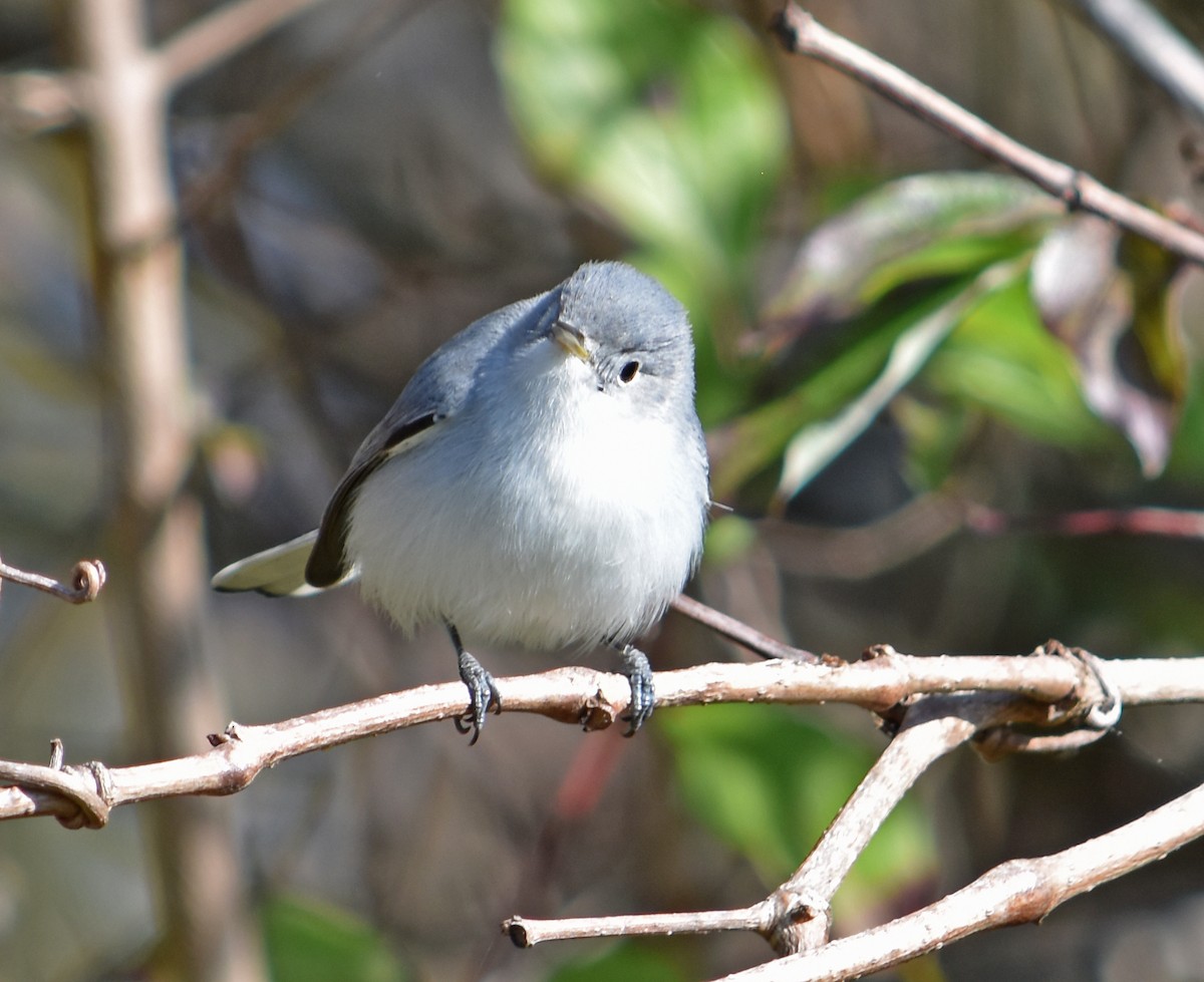 Blue-gray Gnatcatcher - ML627831733