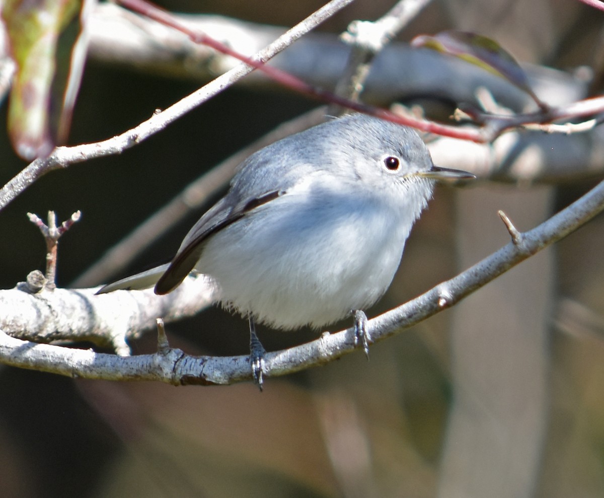 Blue-gray Gnatcatcher - ML627831734