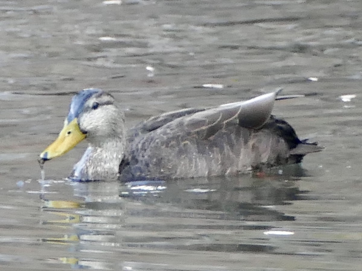 American Black Duck - ML627831735