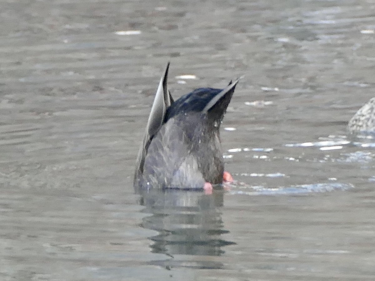 American Black Duck - ML627831736