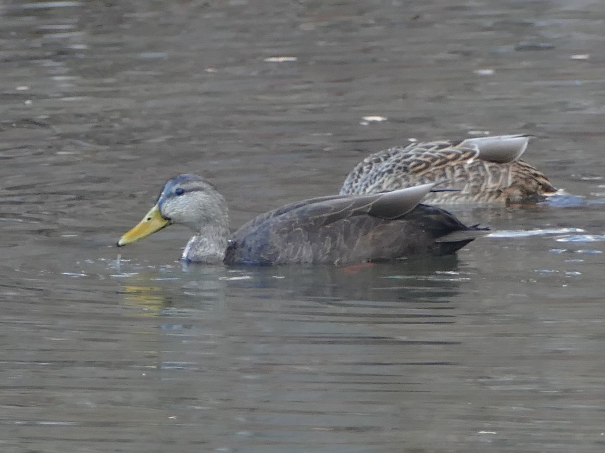 American Black Duck - ML627831737