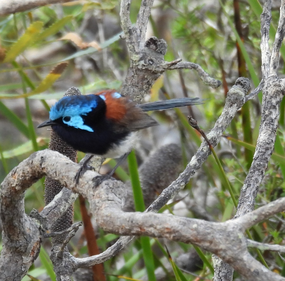 Red-winged Fairywren - ML627831746