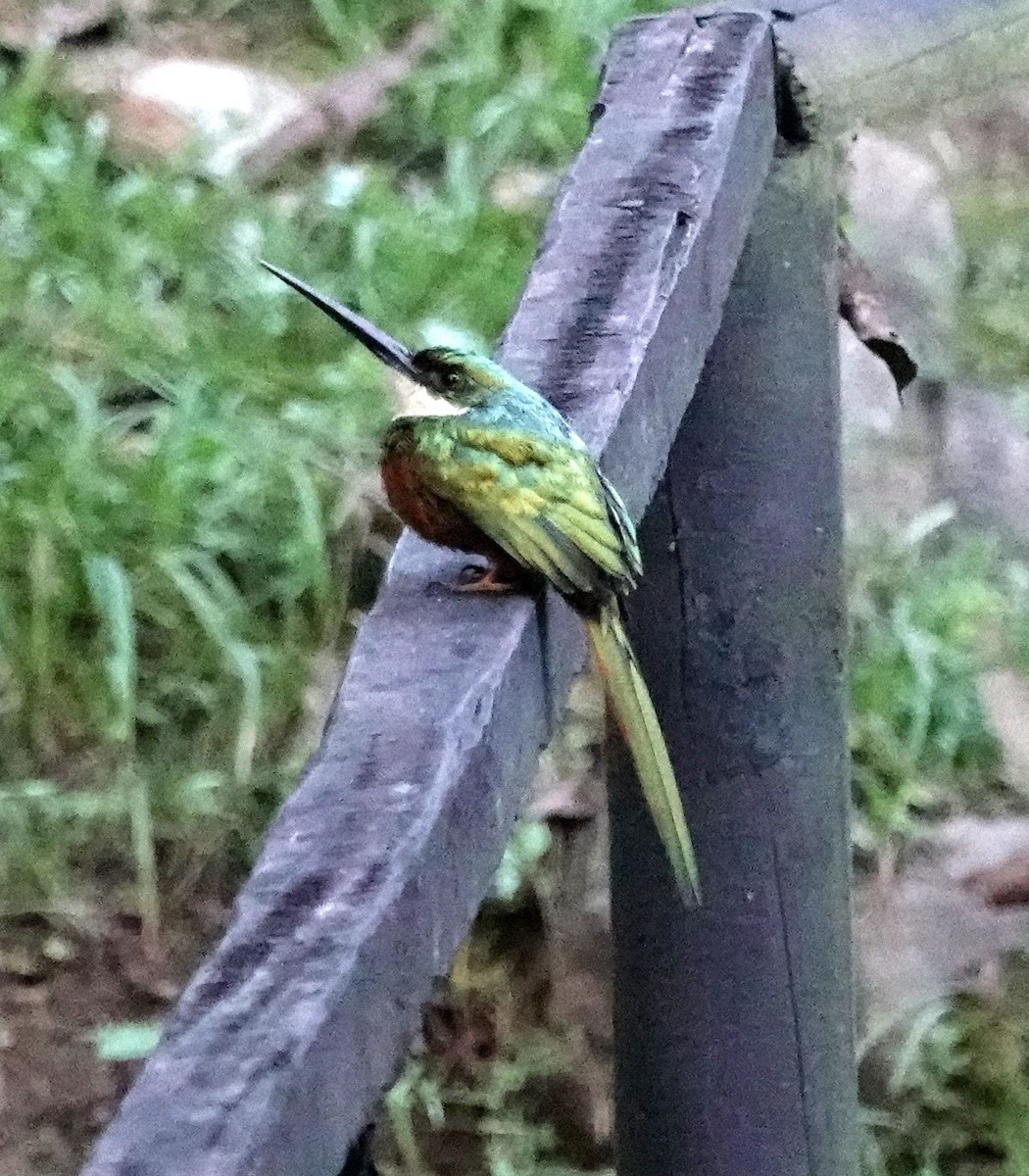 Rufous-tailed Jacamar - ML627831747