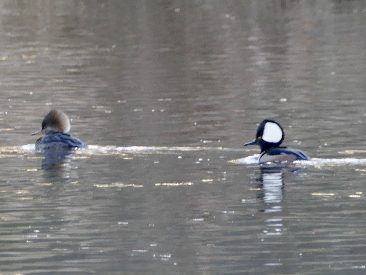 Hooded Merganser - ML627831761