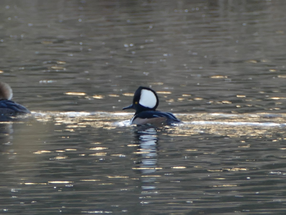 Hooded Merganser - ML627831762