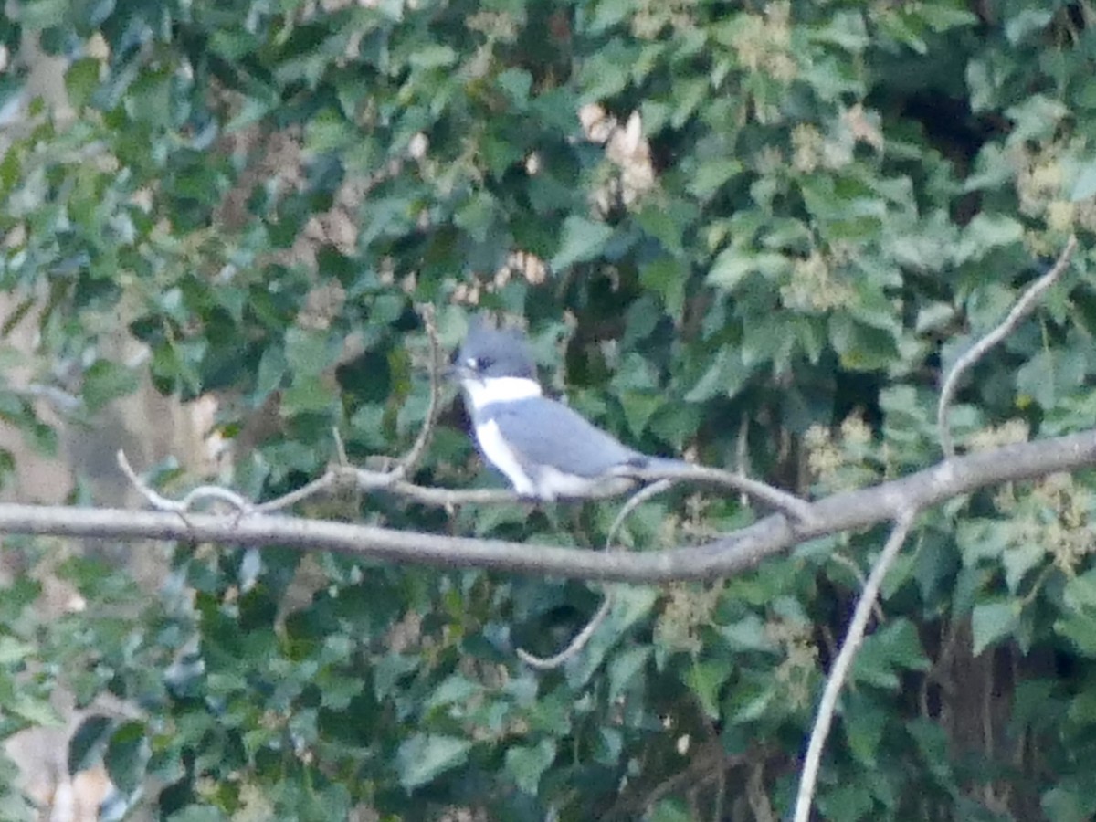 Belted Kingfisher - ML627831777