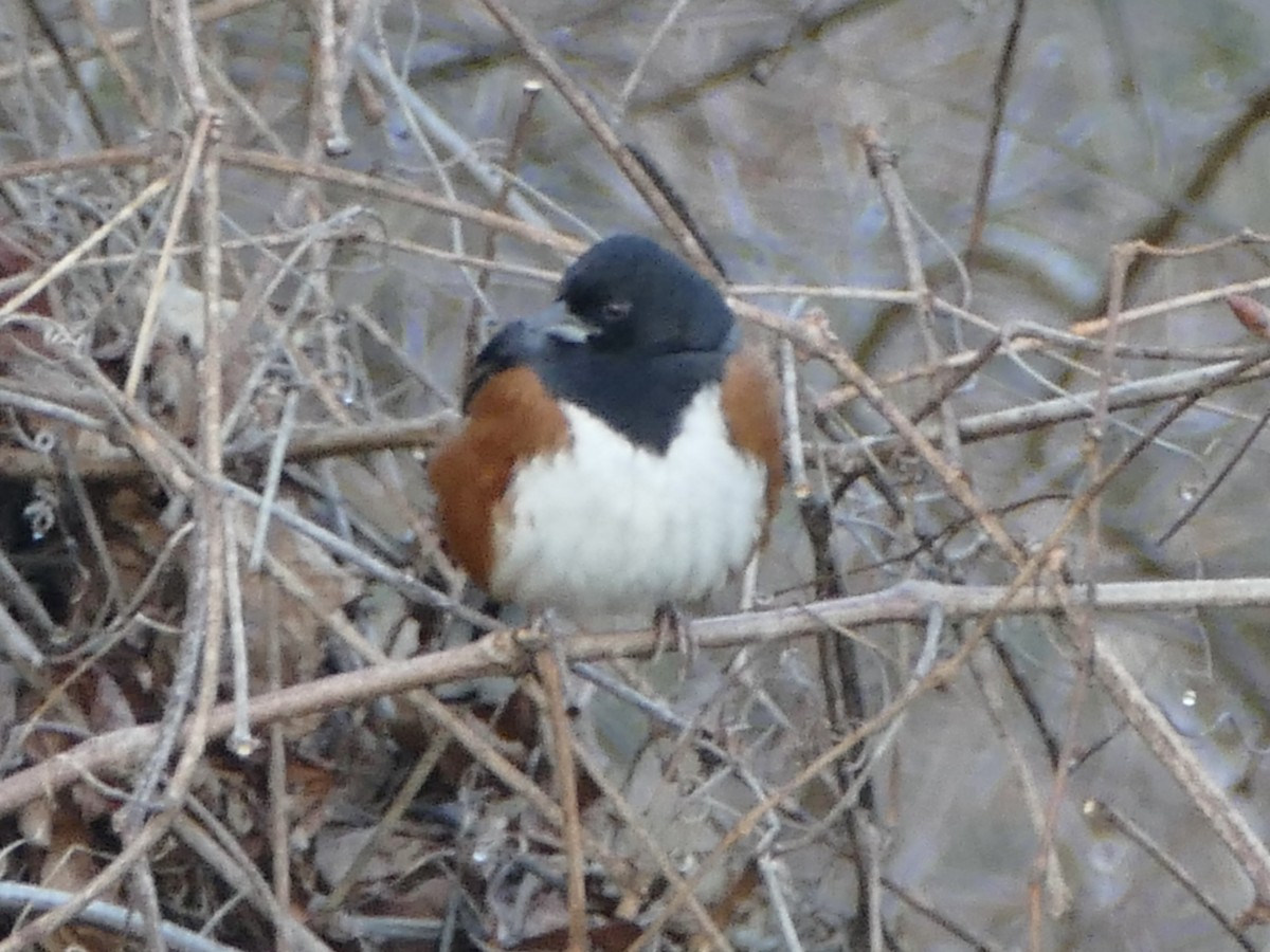 Eastern Towhee - ML627831872