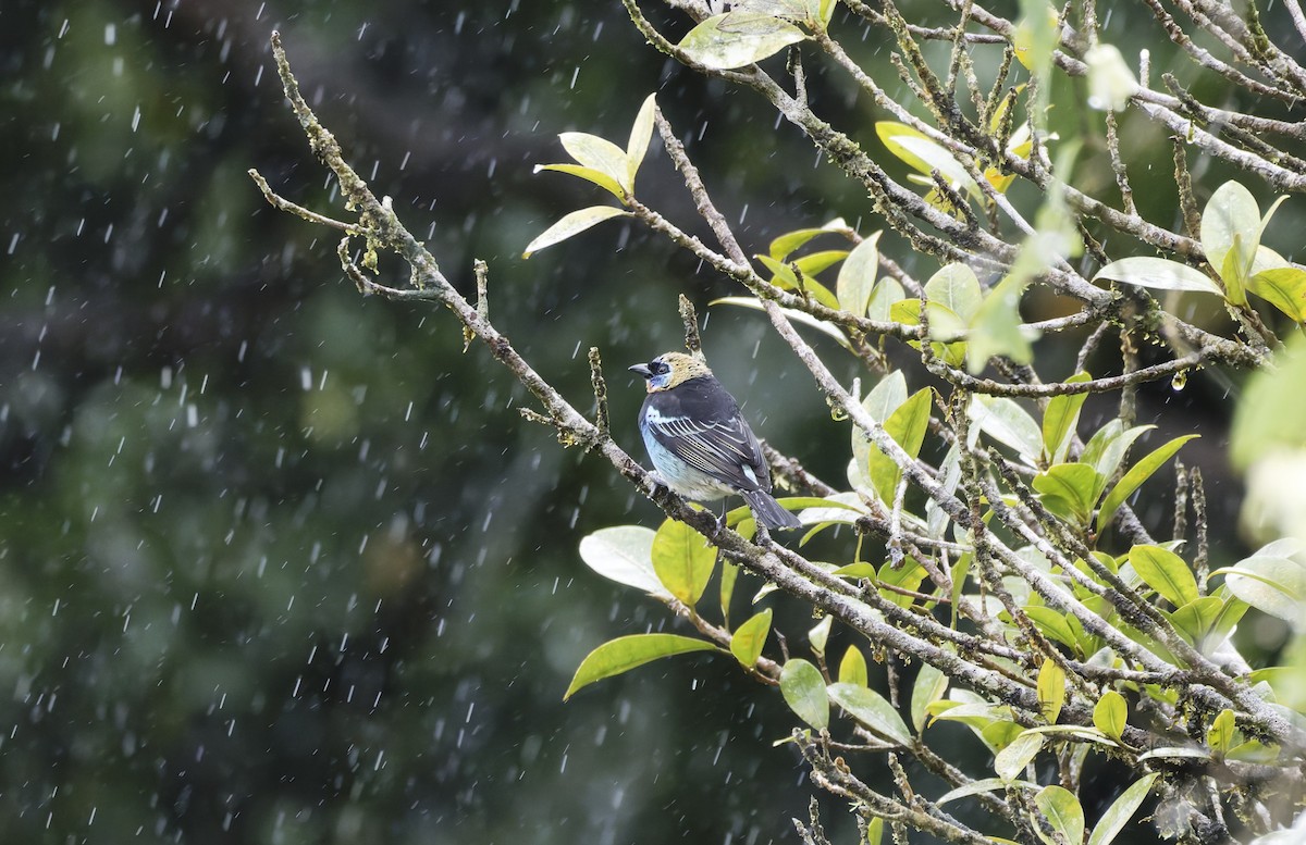 Golden-hooded Tanager - ML627831873