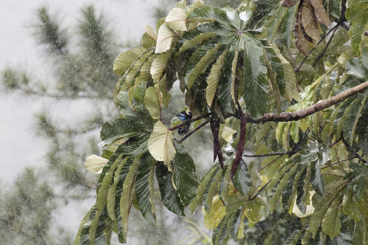 Golden-hooded Tanager - ML627831875