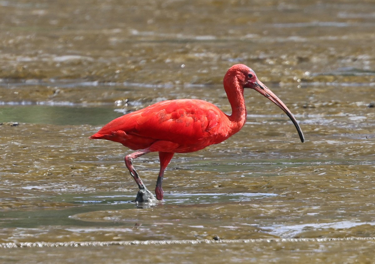 Scarlet Ibis - ML627831876