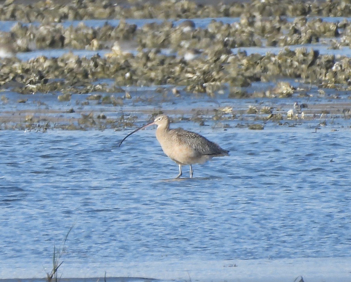 Long-billed Curlew - ML627831921