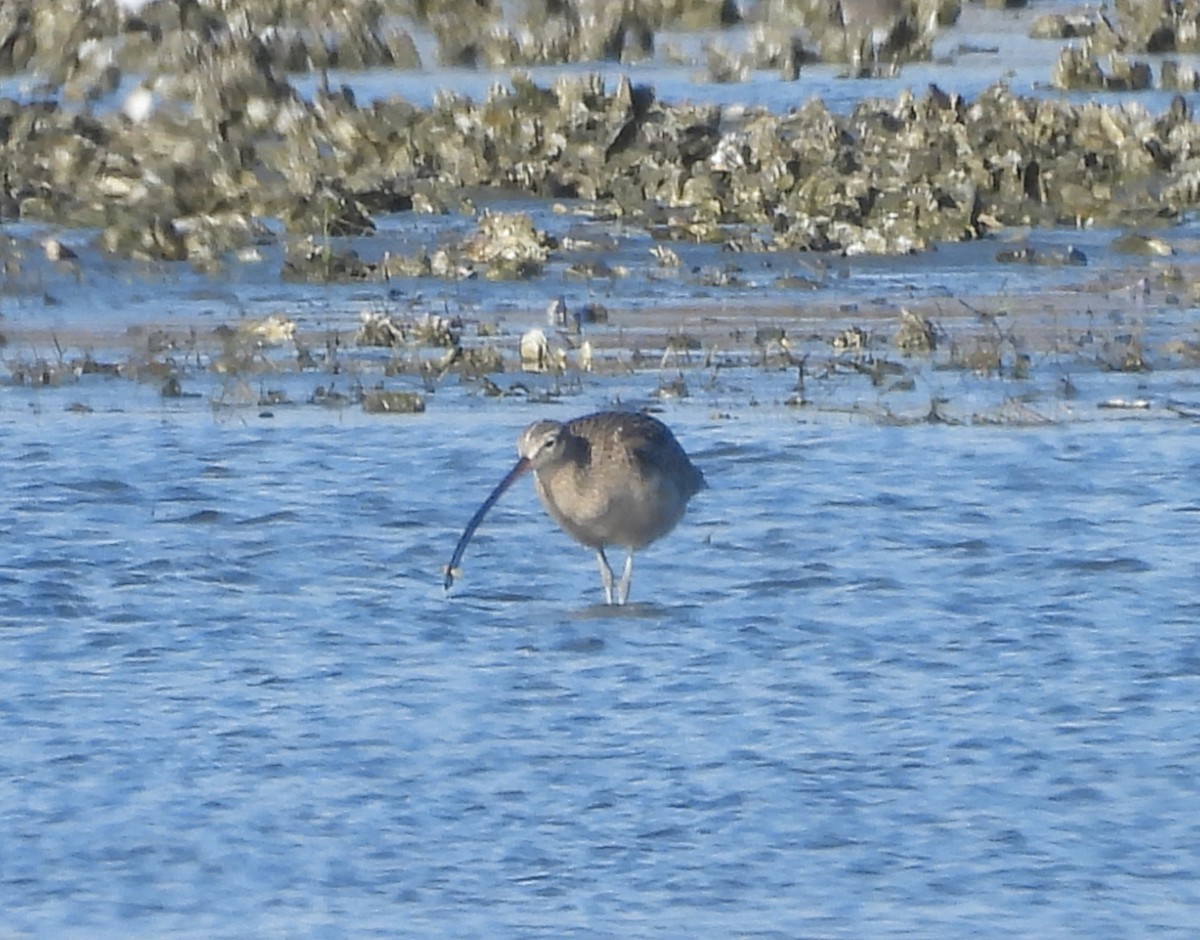 Long-billed Curlew - ML627831922