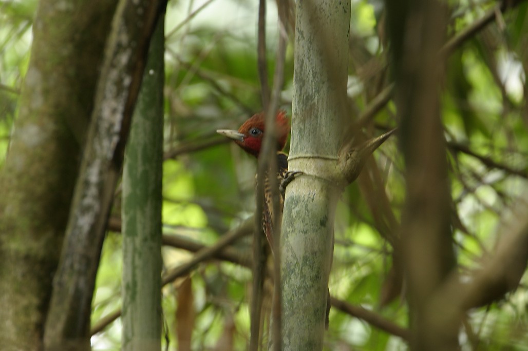 Rufous-headed Woodpecker - ML627831930
