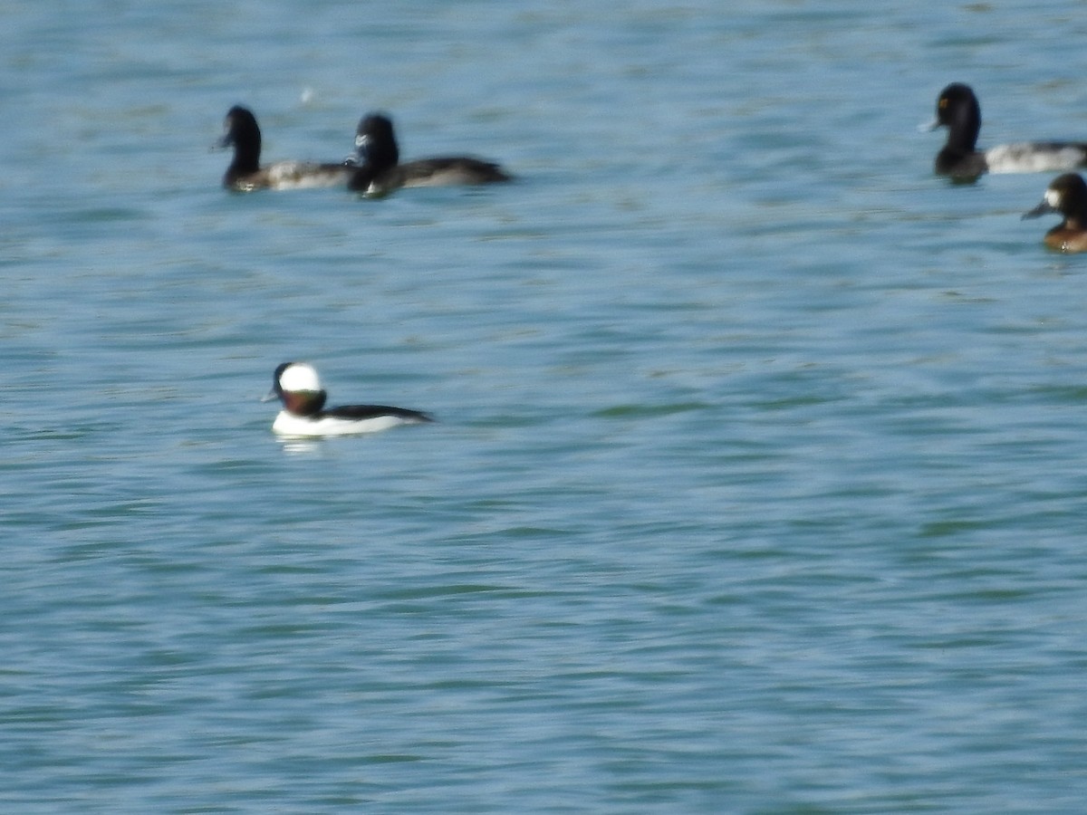 Bufflehead - ML627831964