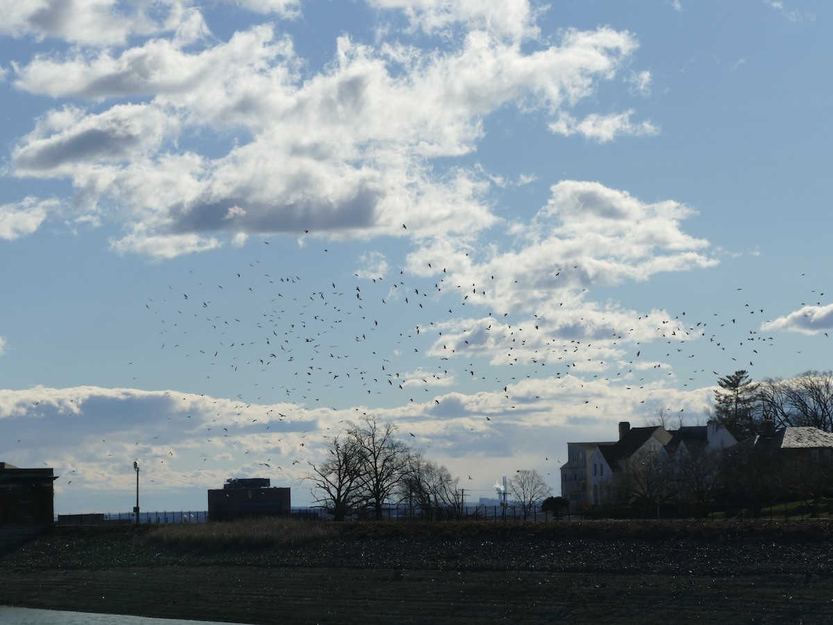 American Crow - ML627831984