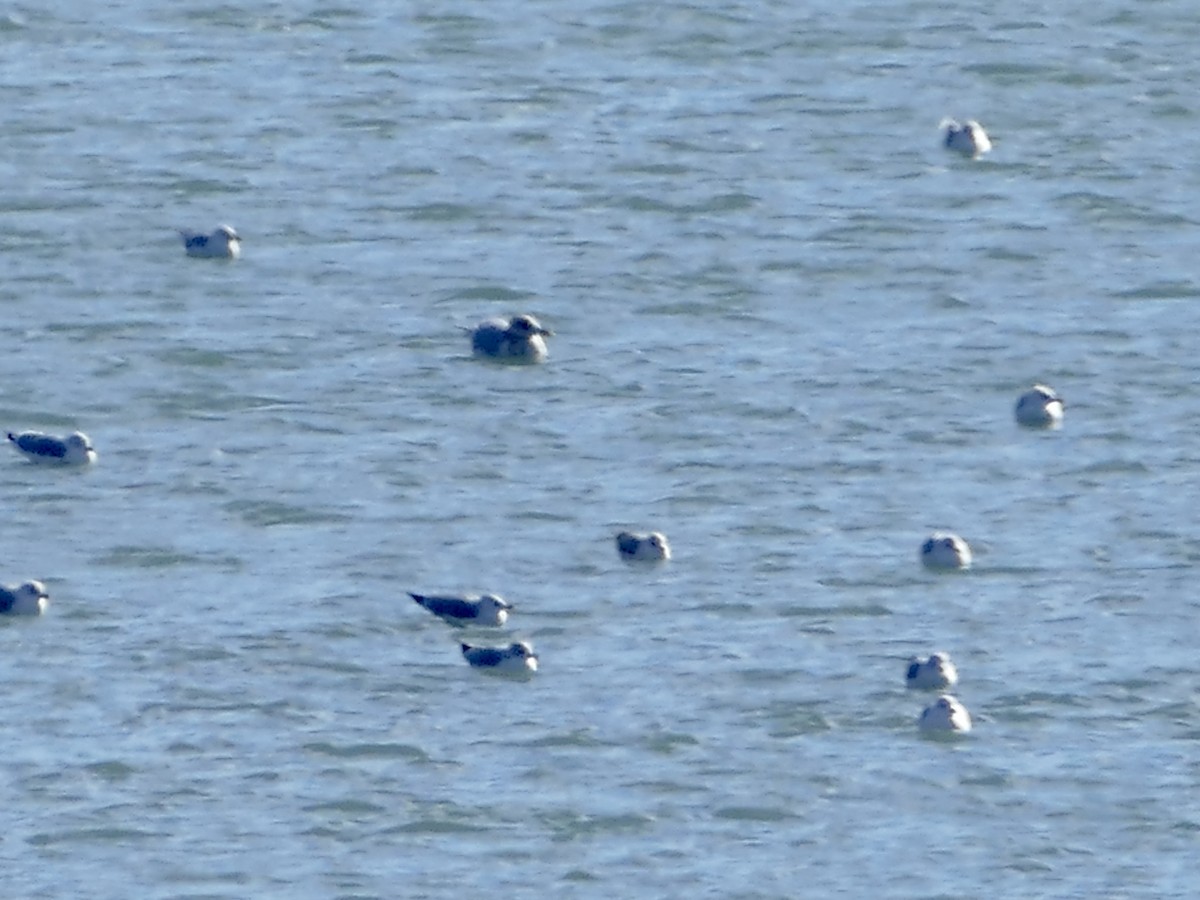 Ring-billed Gull - ML627831991