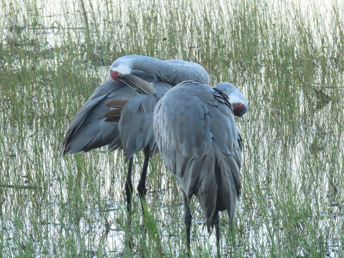 Sandhill Crane - ML627832001