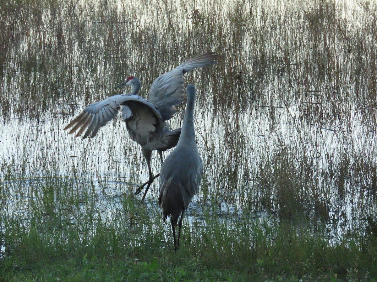 Sandhill Crane - ML627832004