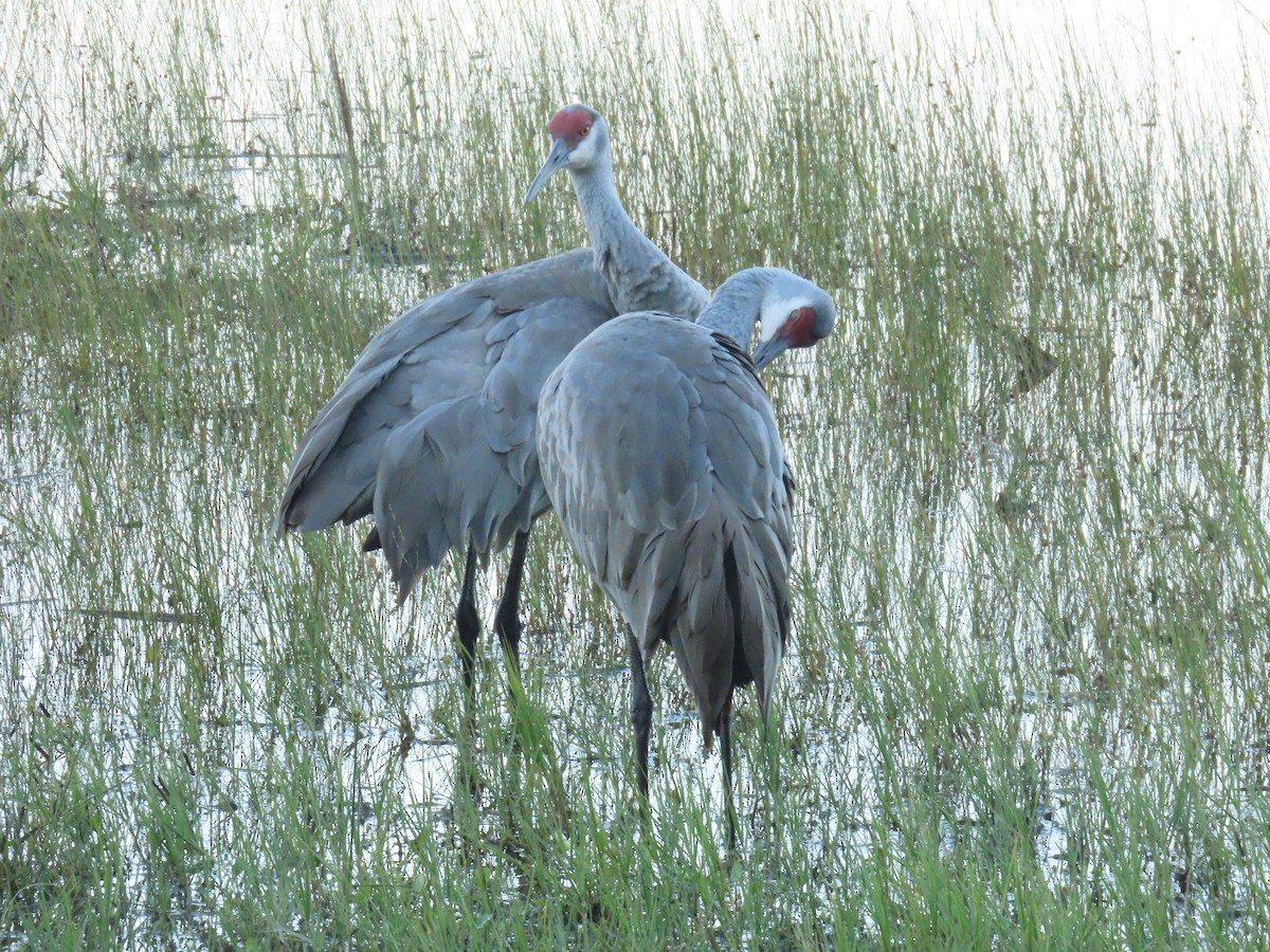 Sandhill Crane - ML627832005