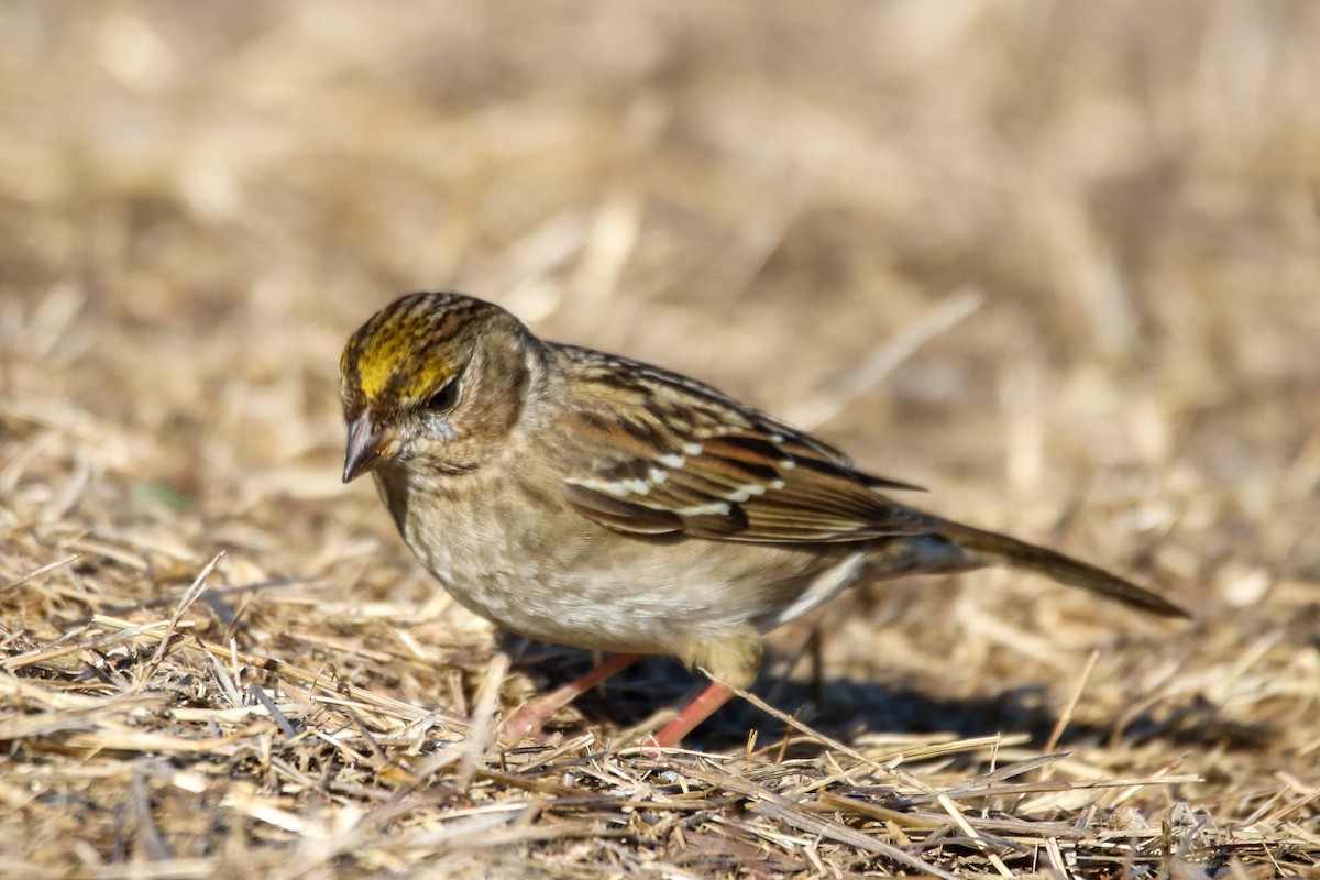 Golden-crowned Sparrow - ML627832008