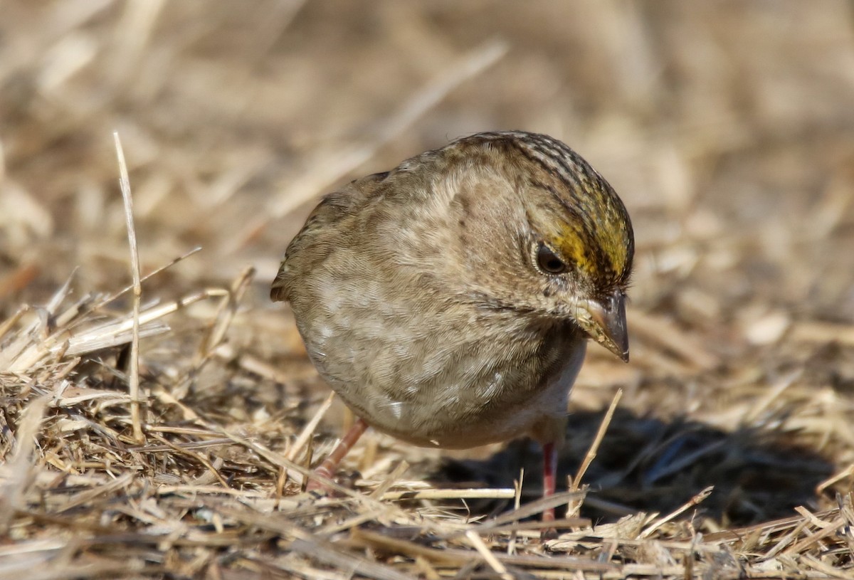 Golden-crowned Sparrow - ML627832009