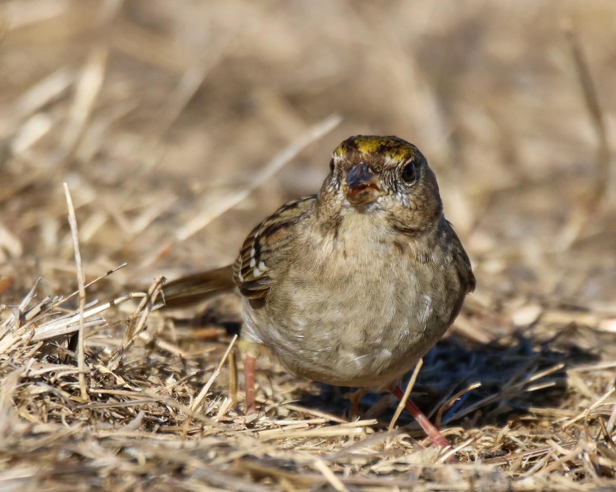 Golden-crowned Sparrow - ML627832010