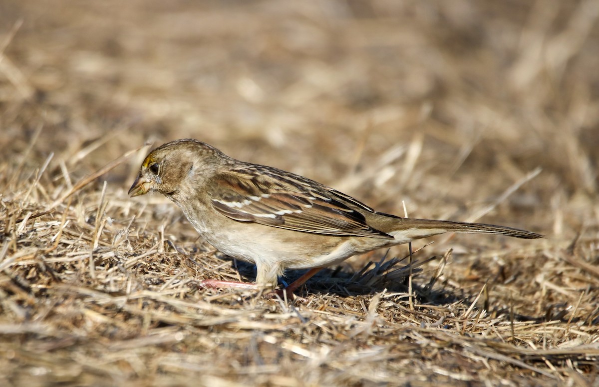 Golden-crowned Sparrow - ML627832011