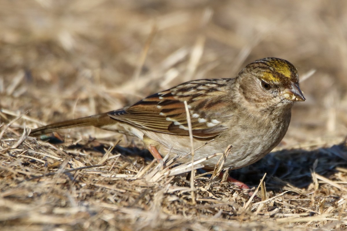 Golden-crowned Sparrow - ML627832012