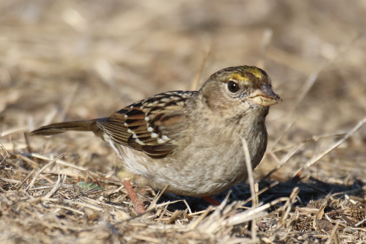 Golden-crowned Sparrow - ML627832013